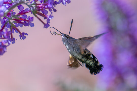Hummingbird Hawk Moth in flight feeding from buddleia