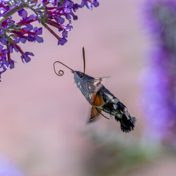 Hummingbird Hawk Moth in flight feeding from buddleia
