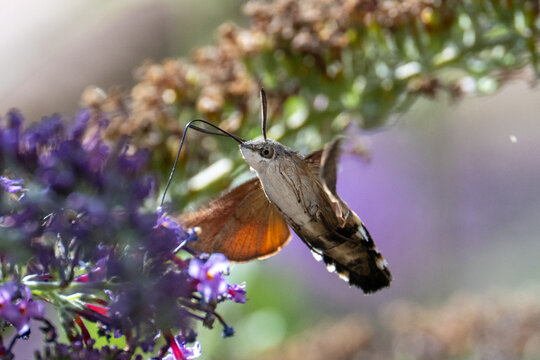 Hummingbird Hawk Moth in flight feeding from buddleia
