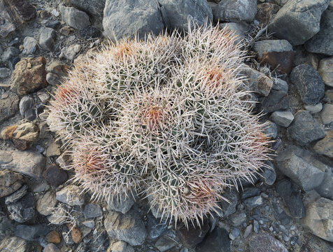 View of a cluster of spiny cacti growing among desert rocks in Death Valley National Park, Death Valley, California, United States.