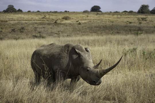 View of a white rhinoceros standing in the dry golden grass of the savanna in Nairobi National Park in Nairobi, Nairobi County, Kenya.