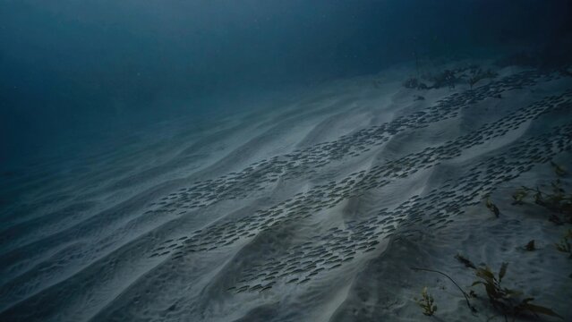 Mysterious Underwater Seascape with Flowing Currents on Seabed