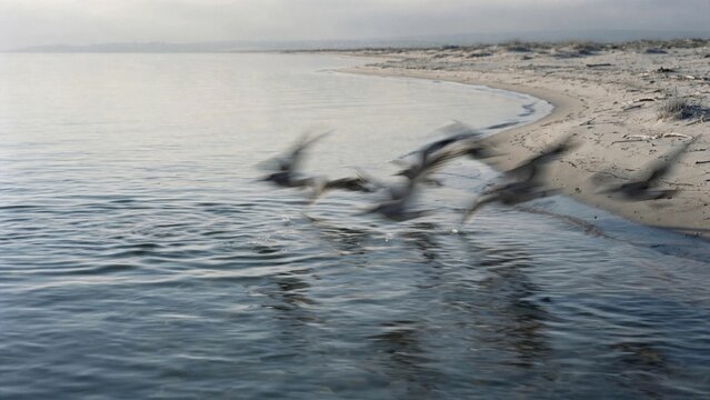 Seagulls Flying Over Calm Coastal Beach at Sunrise