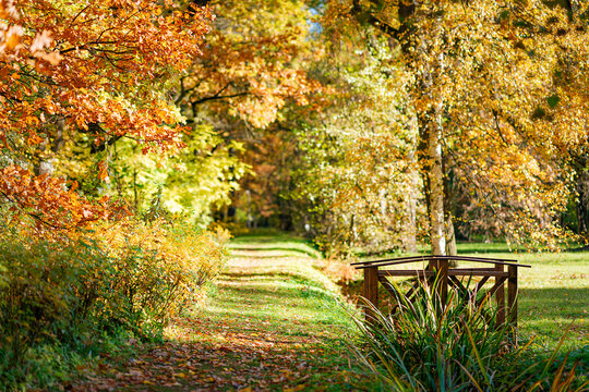 Photo of an autumn park with vibrant trees. Red and orange leaves on the trees. Golden autumn