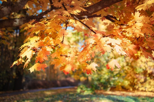 Autumn yellow maple leaves against an autumn background, with sunbeams shining through the leaves. Autumn mood