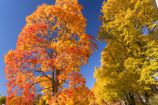 A photo of an autumn park with vibrant trees near a pond. Red and orange leaves on the trees, a blue sky, and a pond. Golden autumn