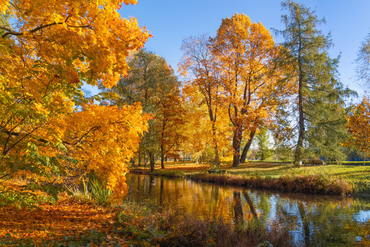 A photo of an autumn park with vibrant trees near a pond. Red and orange leaves on the trees, a blue sky, and a pond. Golden autumn