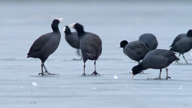 Eurasian Coot Group Foraging for Food on Frozen Lake, Winter Wildlife in Frosty Germany, Adult Birds Searching for Food, 4K