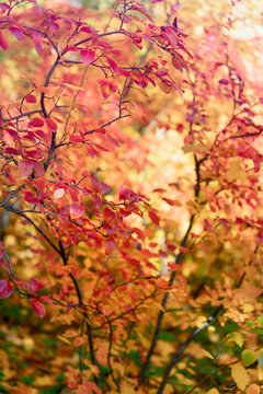 Photo of autumn nature, bushes with bright leaves in an autumn park. Yellow, red, orange leaves in the autumn sun. Autumn background