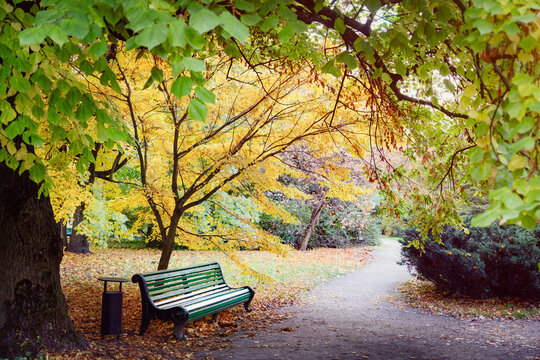 A green bench and path in an autumn park. A calm mood, an autumn vibe. Bright yellow leaves on the trees. Silence, tranquility