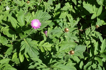 One pink flower of Centaurea dealbata in May © Anna