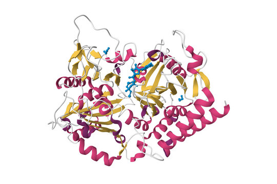 Structure of  human cytosolic phosphoenolpyruvate carboxykinase with nonhydrolyzable GTP analog. 3D cartoon model, pdb 1khb, secondary structure color scheme, white background