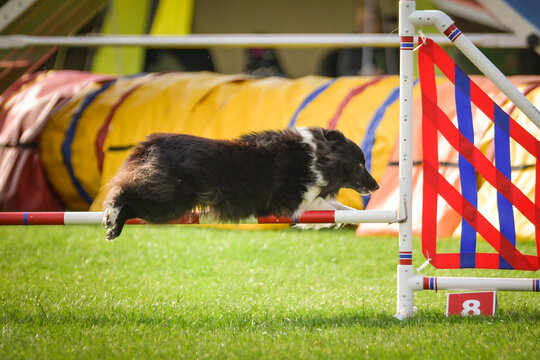 Dog is jumping over the hurdles. Amazing day on czech agility competition.	
