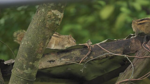 Two striped palm squirrels forage, nibble food and briefly cross paths on a weathered wooden platform among trees, framed against softly blurred green woodland foliage.