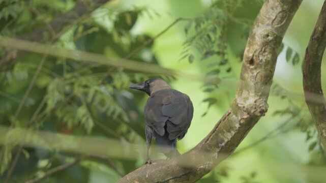 A house crow, Corvus splendens, perches on a tree branch, turning to survey dense tropical foliage before hopping down and leaving the frame in Sri Lanka.