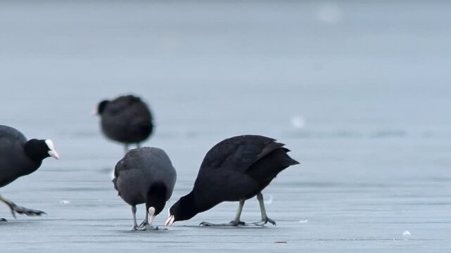 Eurasian Coot Group Foraging for Food on Frozen Lake, Winter Wildlife in Frosty Germany, Adult Birds Searching for Food, 4K