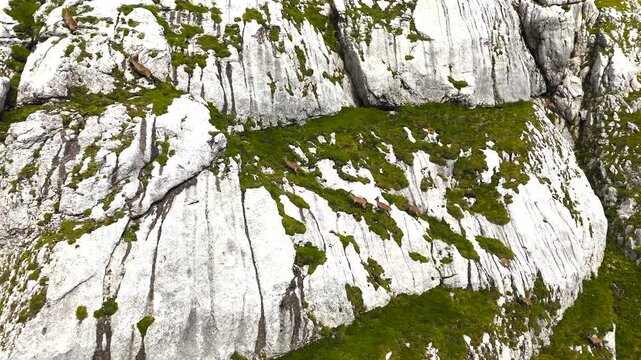 4k drone footage, chamois herd (Rupicapra rupicapra) on the rugged slopes of Bov&scaron;ki Gamsovec in the Julian Alps, Slovenia, with limestone rock and alpine scenery