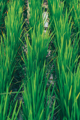 Fototapeta premium green and fresh rice fields