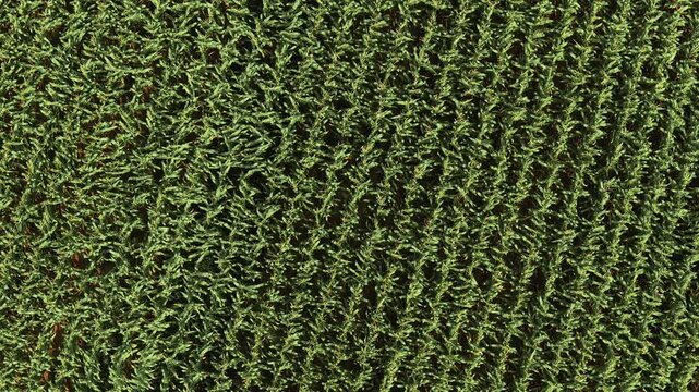Expansive aerial view slowly moving over a lush, green cornfield. The perfectly aligned rows create a beautiful texture on the farmland