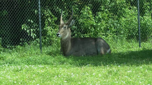 Adult male waterbuck &mdash; Kobus ellipsiprymnus &mdash; in a recumbent resting posture on green grass at a wildlife safari park in Florida.