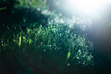 Detalle macro de hierba cubierta de rocío bajo una intensa luz solar. Rayos de sol y efecto bokeh crean una atmósfera etérea y mágica, ideal para representar la frescura y la vida en la naturaleza © Montxo