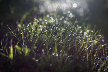 Primer plano macro de hierba verde con gotas de rocío brillando al sol. Hermoso fondo desenfocado con efecto bokeh dorado que evoca la frescura de un amanecer de primavera en la naturaleza. © Montxo