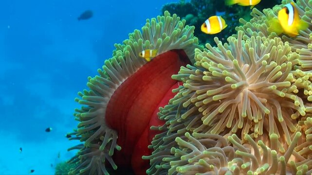 Red Sea Anemonefish swimming in a red sea anemone with clear blue ocean in background