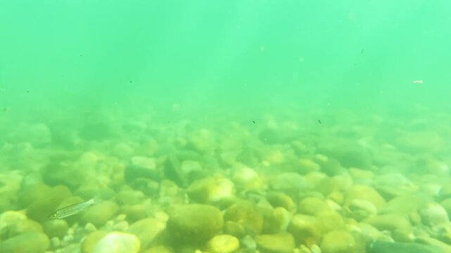Peaceful underwater riverbed stone with small fish and stream flowing at Saint Martin, Bangladesh
