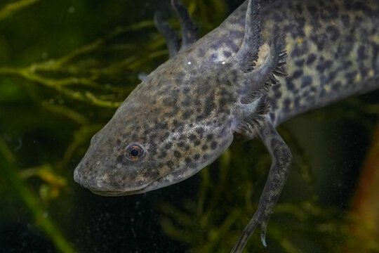 Wild Type Axolotl Salamander, Ambystoma mexcanum Walking on Sand Aquarium Substrate Underwater Close Up Stock Photo