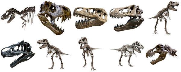 Collection of dinosaur skeletons and skulls, including Tyrannosaurus Rex, against a black background © Trieu