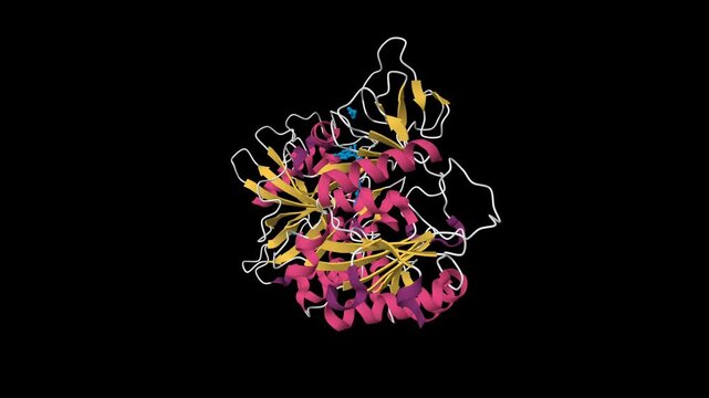 Structure of  human cytosolic phosphoenolpyruvate carboxykinase with nonhydrolyzable GTP analog. 3D animated model, pdb 1khb, secondary structure color scheme, black background