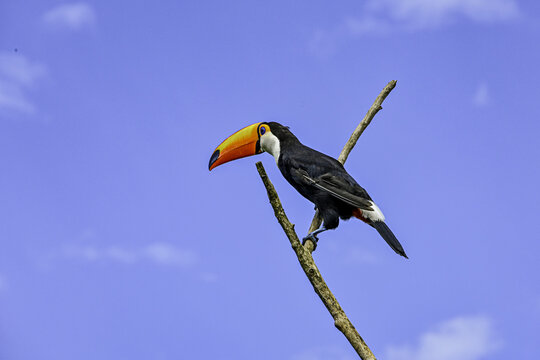 View of a Toco Toucan with its vibrant orange beak perched on a thin branch against a clear blue sky in Mangaratiba, Rio de Janeiro, Brazil.