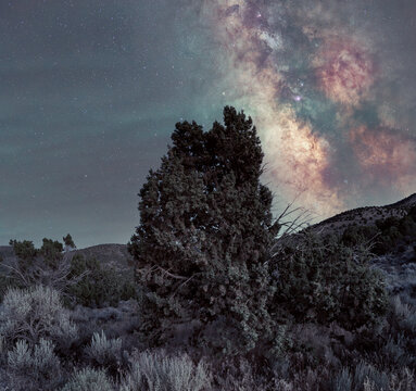 View of the Milky Way galaxy stretching over a juniper tree and desert landscape along the Pony Express Trail in Dugway, Utah, United States.