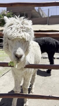 アルパカ リャマ 餌やり ペルー