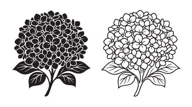 elegant black silhouette with line art hydrangea vector black silhouette with line art vector pair icon