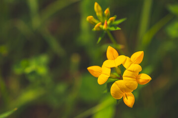 Fototapeta premium A close-up shot of the common bird's foot trefoil (Lotus corniculatus) flowers in a wild meadow