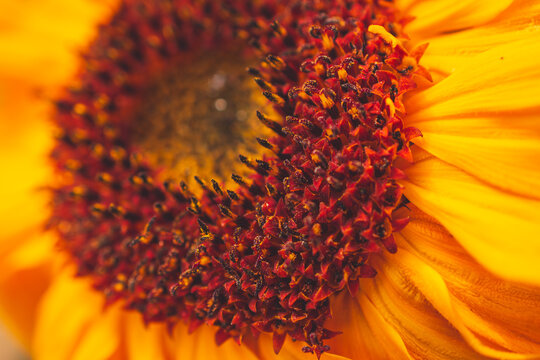 An extreme close-up view of a vibrant dwarf sunspot sunflower in full bloom