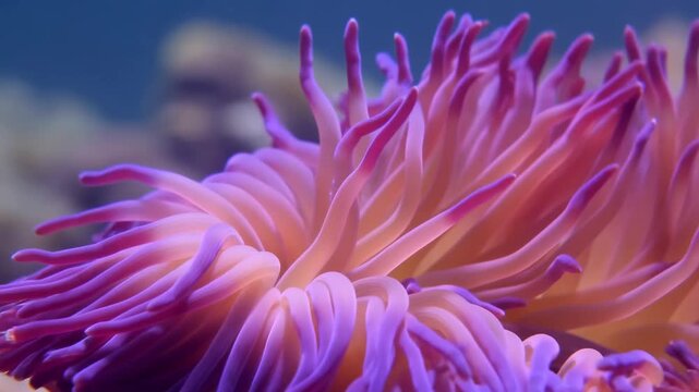 Sea anemone tentacles sway on a rocky underwater reef in a macro close-up. Marine biology education, ocean conservation advertising, and aquarium programming.