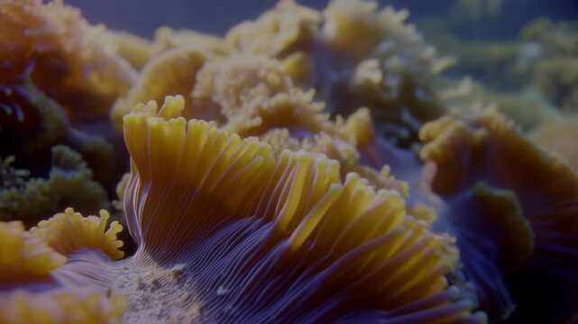 Yellow and purple sea anemones sway gently underwater across a reef habitat. Marine biology education, ocean conservation advertising, and underwater nature documentaries.