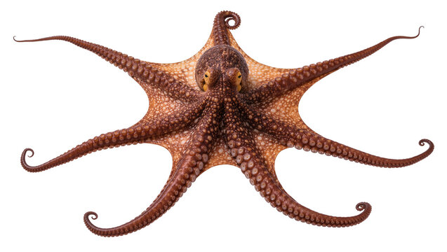 Brown octopus with eight tentacles spread wide, isolated on transparent background