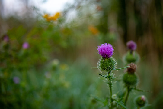 blooming purple bull thistle flower close-up, wild Cirsium vulgare with vibrant purple petals in meadow, macro shot of prickly thistle flower on blurred green background