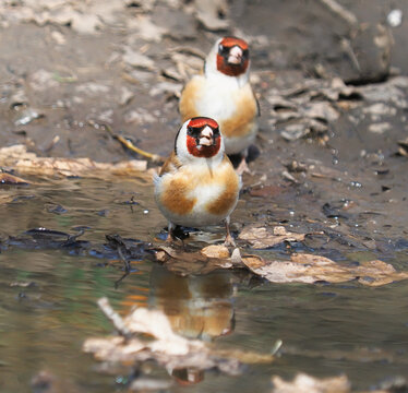 Two European goldfinches (Carduelis carduelis) drinking from a forest stream in autumn