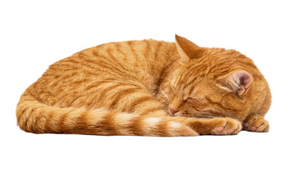 Ginger tabby cat curled up sleeping peacefully, isolated on transparent background © Ozols