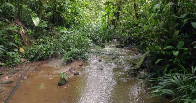 Tilt down to a rainforest stream, in montane rainforest at 1,200m elevation in the Amazonian foothills of the Andes in Ecuador