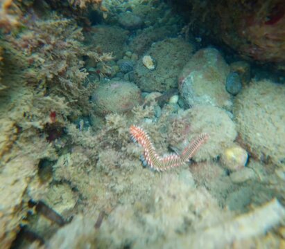 fireworm in Mediterranean sea