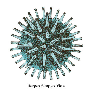Herpes simplex virus molecular structure