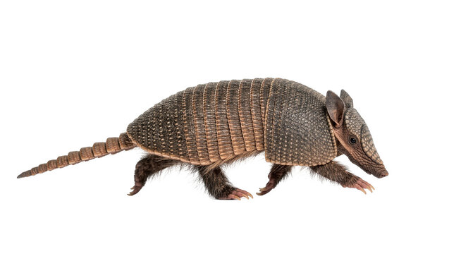 Armadillo with segmented armor shell walking, isolated on transparent background