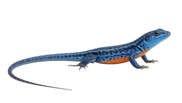 Vibrant blue lizard with orange belly detailed scales, isolated on transparent background