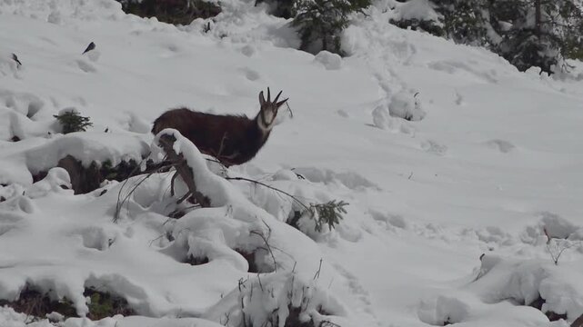 Zoom-In onto a chamois standing on a snow-covered mountain slope in the Alps of Austria