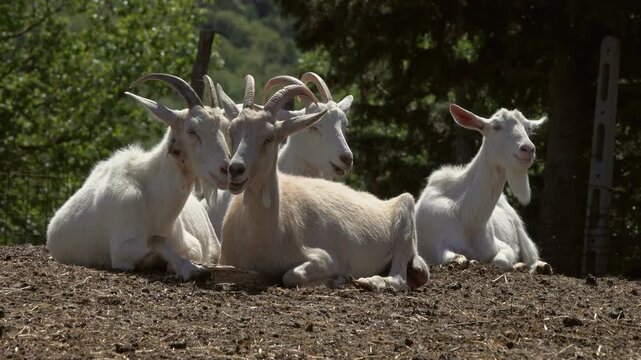 View of white goats resting on the ground in Tuscany, Italy.